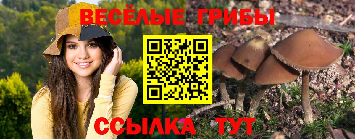 Петрозаводск  Галлюциногенные грибы Psilocybe  Вход с VPN 